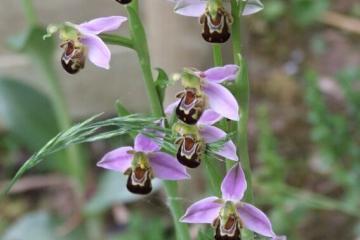  Ophrys abeille JP Sabatier 
