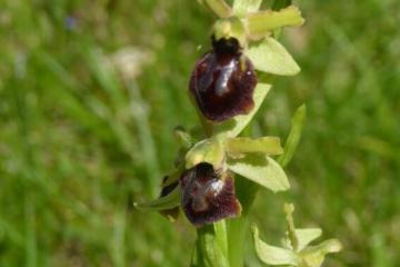  Ophrys araigneee M.Chabrillat 