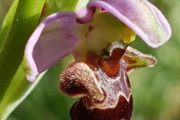  Ophrys beecasse F.Fabre 