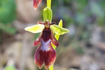  Ophrys mouche F.Fabre 