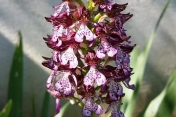  Orchis pourpre G.Coatanroch 