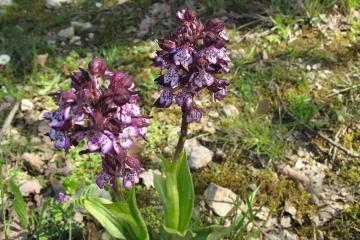  orchis pourpre 