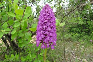  orchis pyramidale 